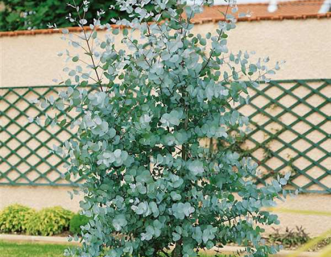 Eucalyptus Gunni