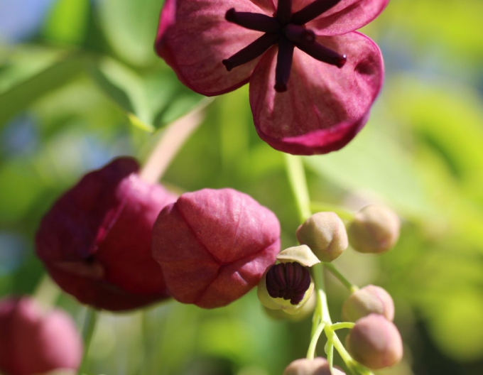 Fingerblättrige Klettergurke