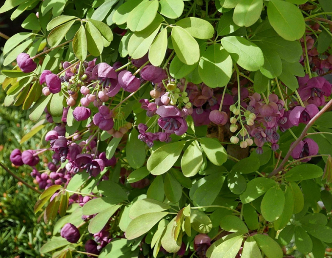 Fingerblättrige Klettergurke