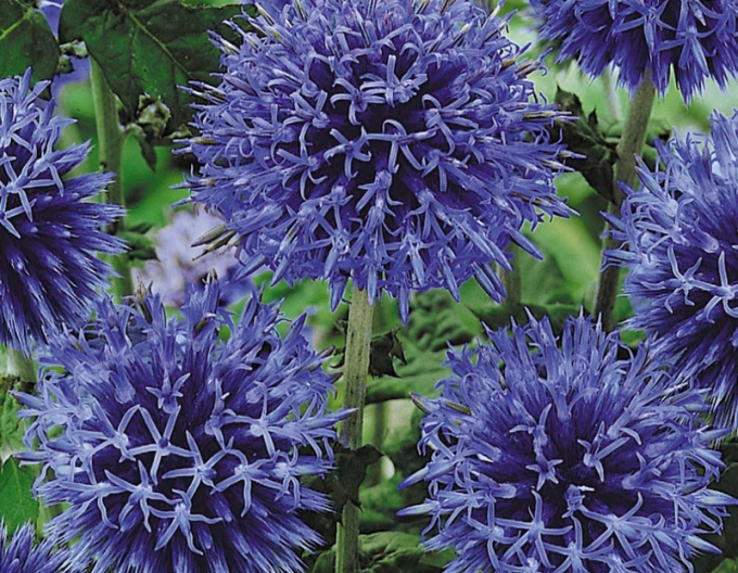 Banater Kugeldistel ´Blue Glow´