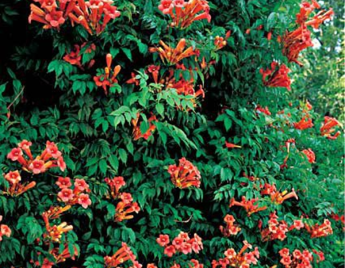 Trompetenblume Madame Galen