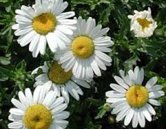 Wiesen-Margerite May Queen