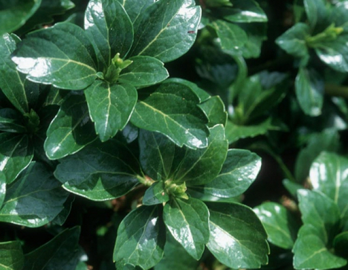 Pachysandra verticillata Green Sheen