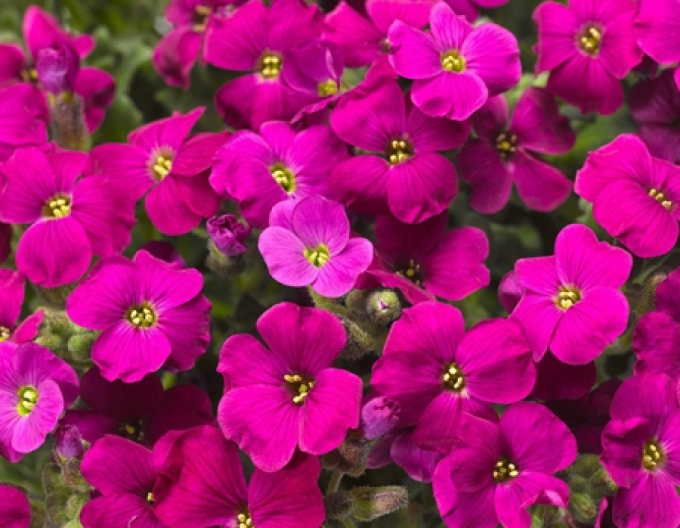 Aubrieta  Audrey Red