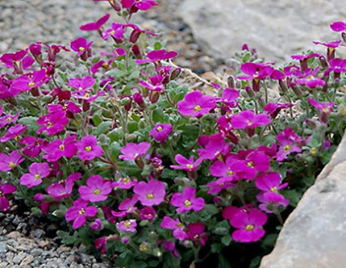 Aubrieta  Audrey Red