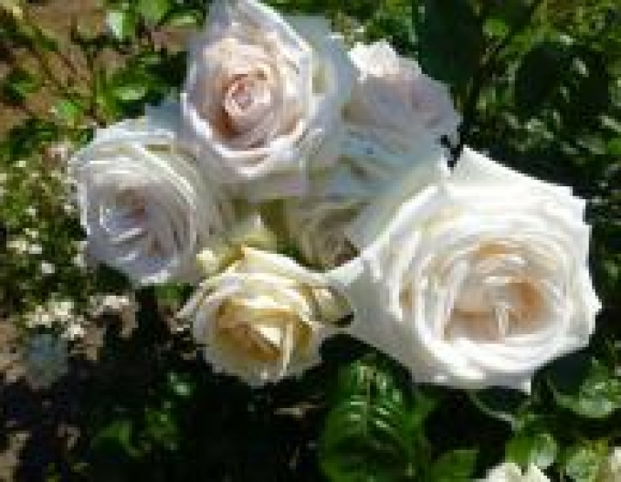 Rose Madame Anisette