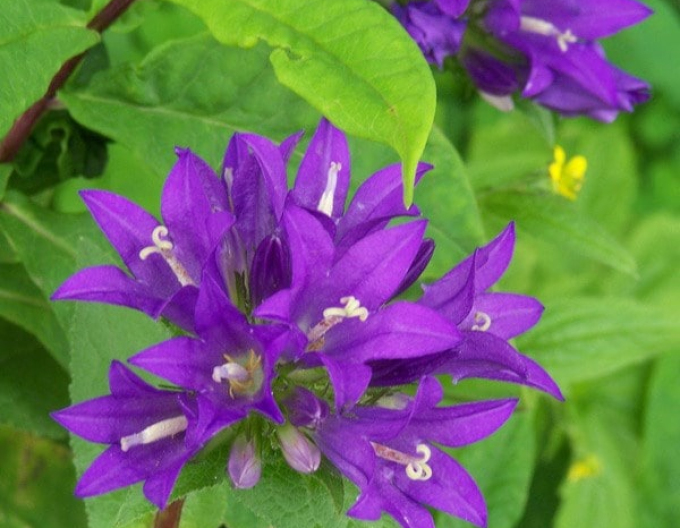 Glockenblume Superba