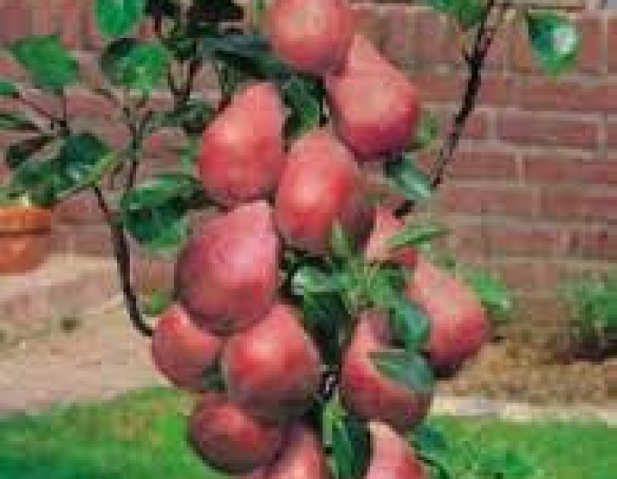 Säulenbirne Decora, auf Quitte, Cont. 5l