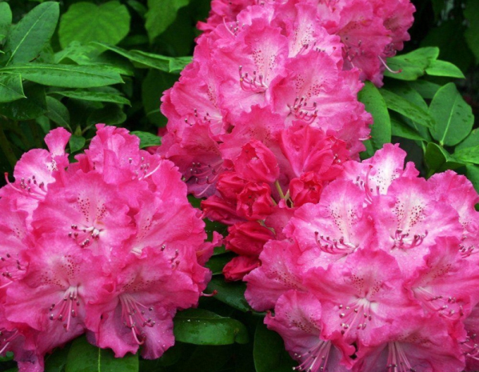 Rhododendron  Germania