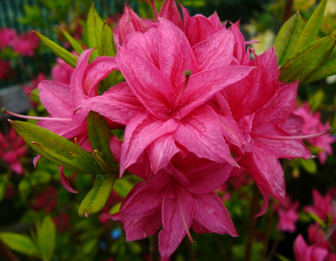 Azalee großblumig Homebush