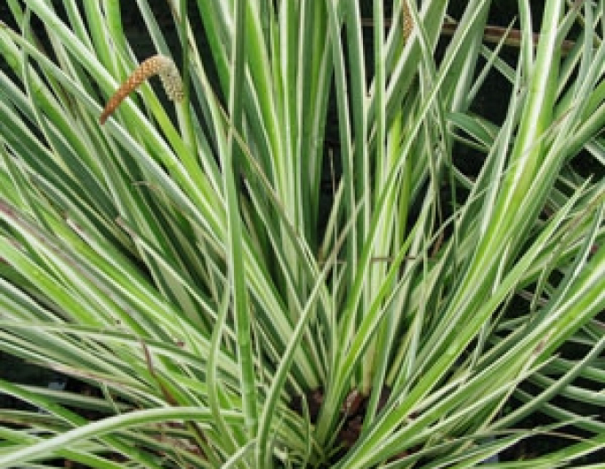 Kalmus Argenteostriatus