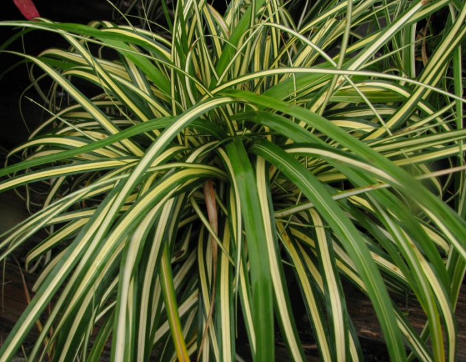 Austernpilz Aureovariegata