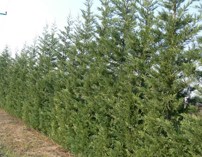 Leyland-Zypresse 2001