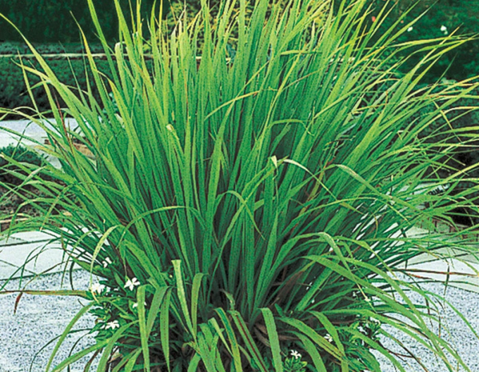 Zitronengras Tasty lemon