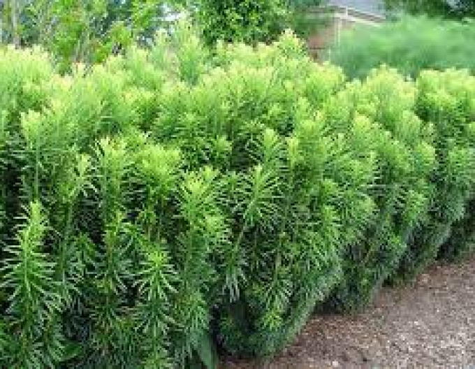 Cephalotaxus harringtonia ’Fastigiata’