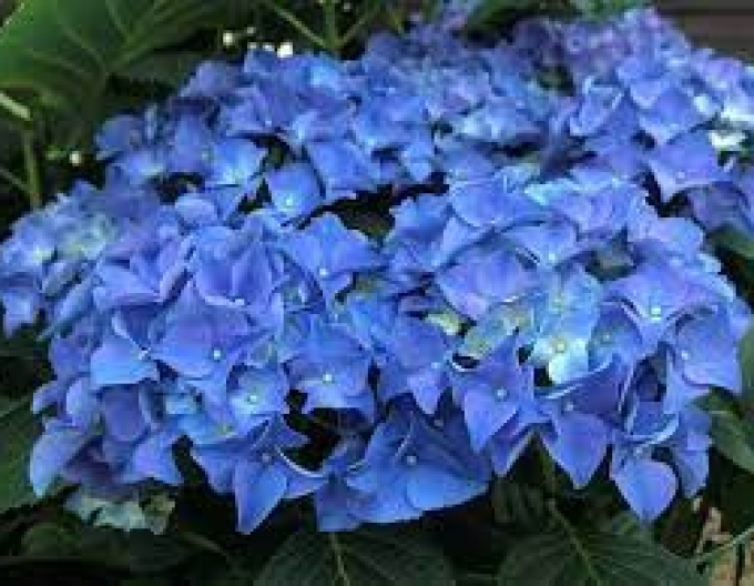 Hortensie calinoides Early Blue