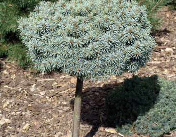 Fichte Pali - Stämmchen