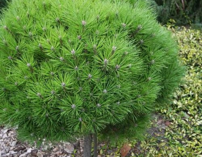 Schwarzkiefer  Brepo