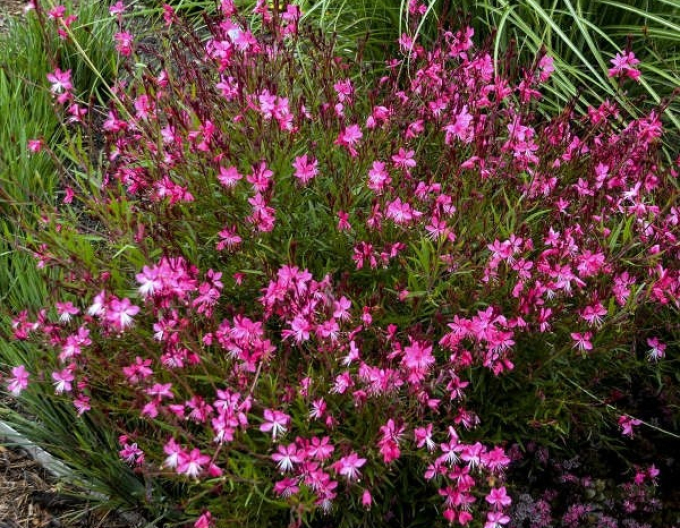 Gaura Siskiyou Rosa