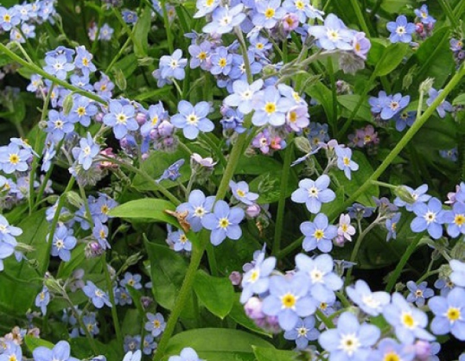 Sumpfvergissmeinnicht