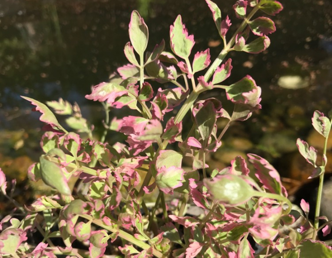 Wasserfenchel Flamingo