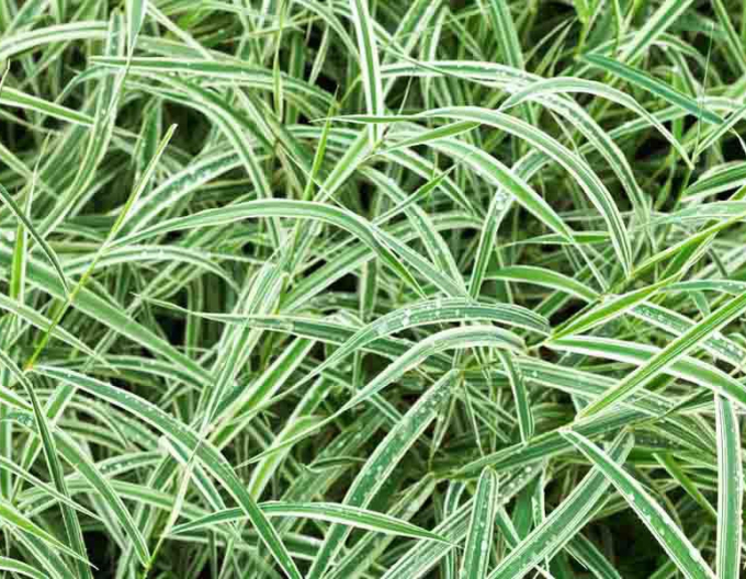 Segge ´Variegatta´