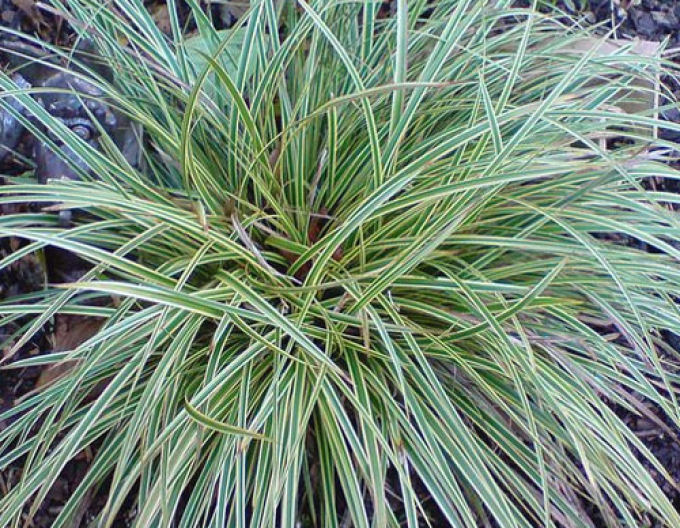 Segge ´Variegatta´