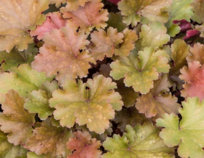 Heuchera-Hybride Amberosus