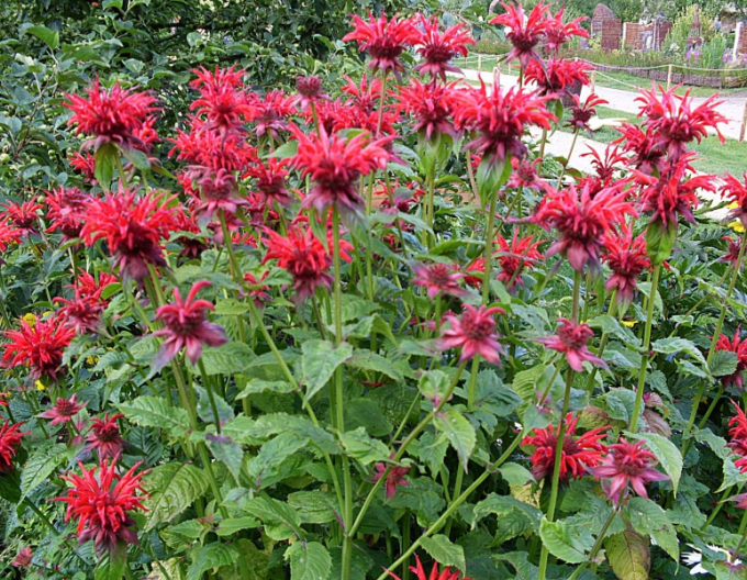 Monarda Cambridge Scharlachrot