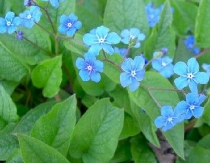 Brunera großblättrig