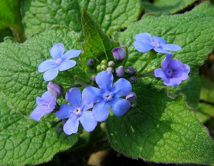 Brunera großblättrig