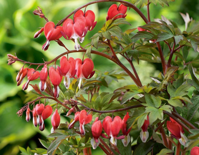 Tränendes Herz Valentine