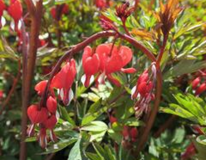 Tränendes Herz Valentine