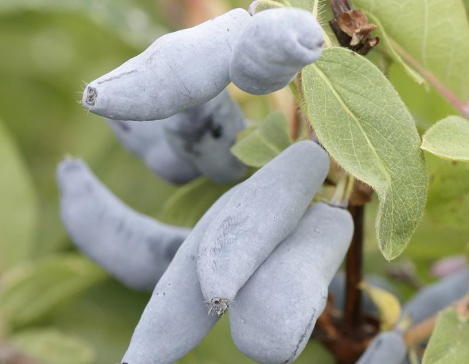 Sibirische Blaubeere Vostorg