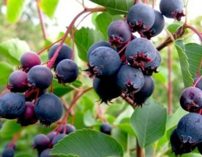 Felsenbirne Northline