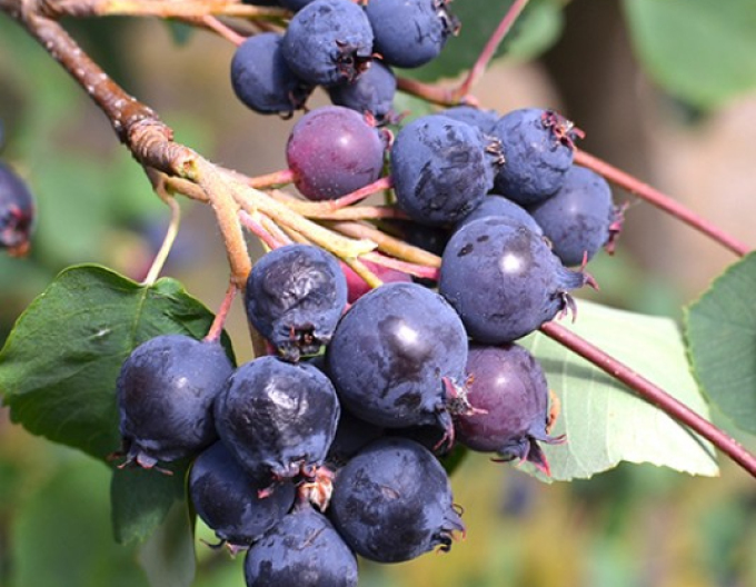 Felsenbirne Northline