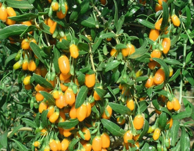 Bocksdorn Goji Golden