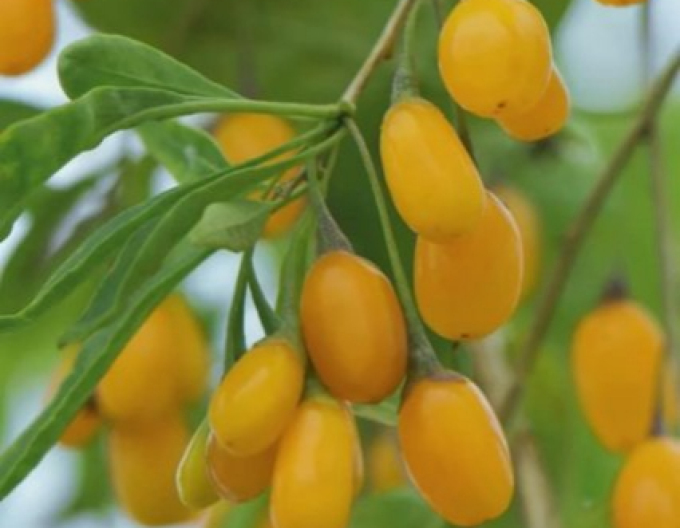 Bocksdorn Goji Golden