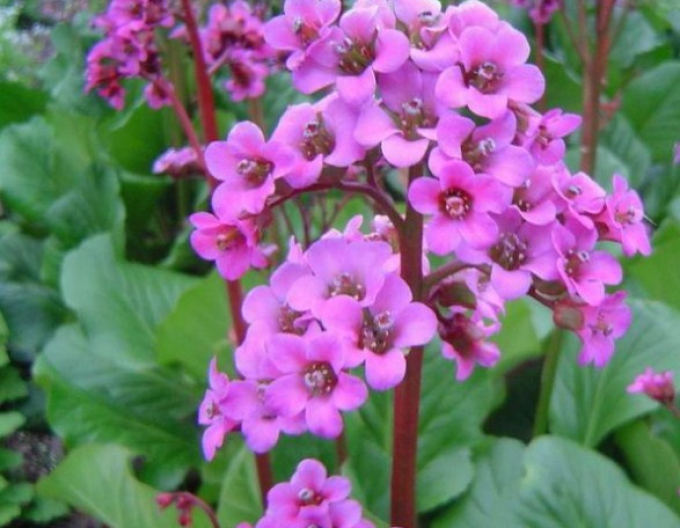 Bergenia