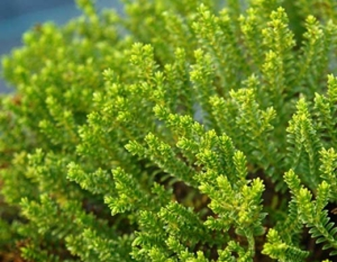 Strauchveronika McKean