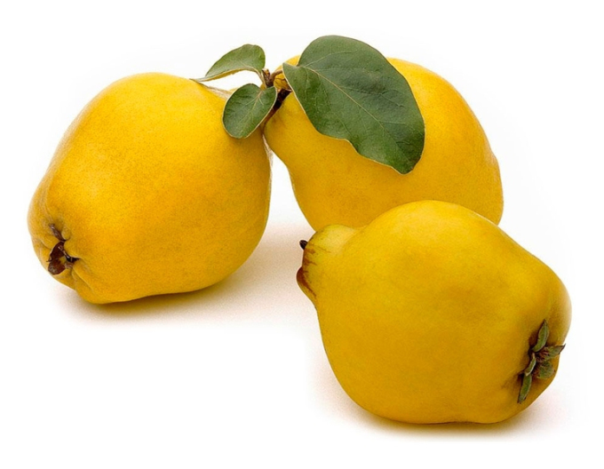 Birnenquitte ‚Vranja‘, auf Quitte, wurzelnackt