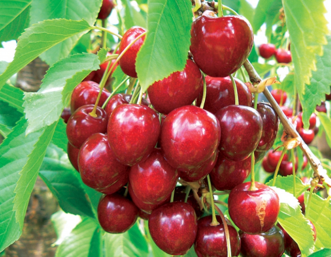 Kirsche KORDIA auf Colt, wurzelnackt