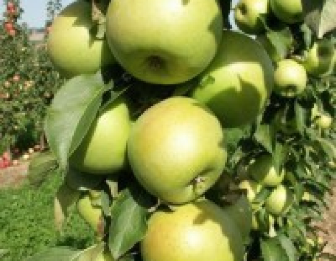 Säulenapfelbaum Greencats Herbst