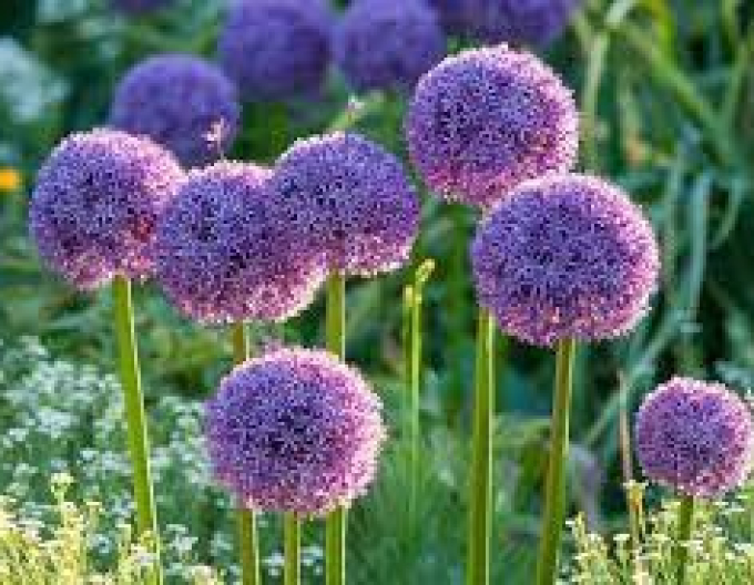 Zierlauch Globemaster 1St.