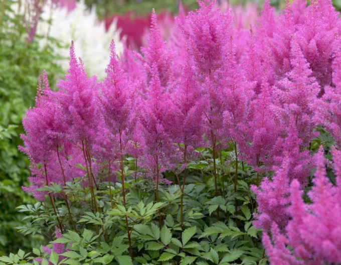 Astilba Gloria Purpurea