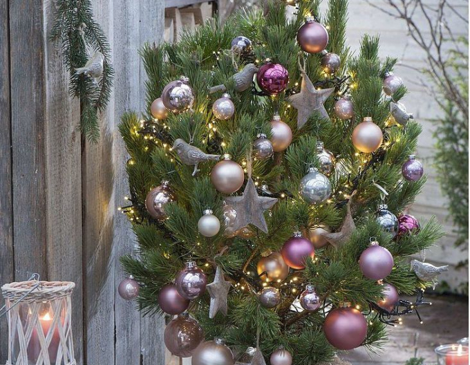 Schwarzkiefer 60/80cm, Cont.