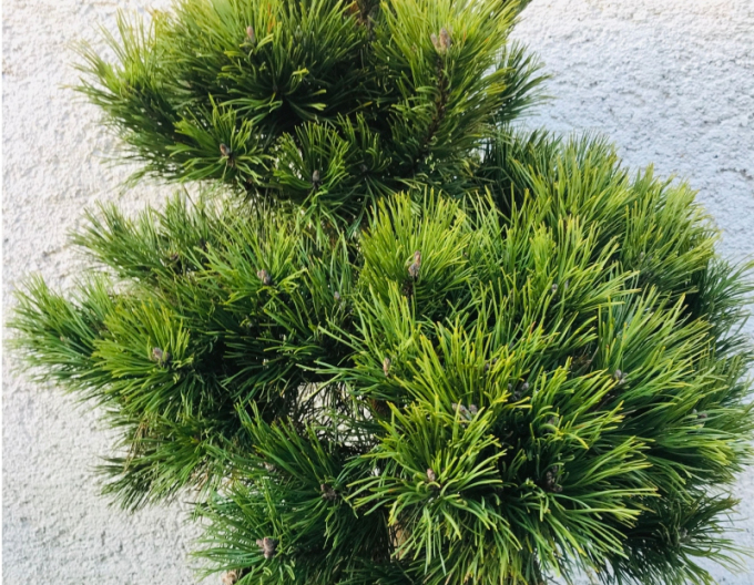 Schwarzkiefer 60/80cm, Cont.