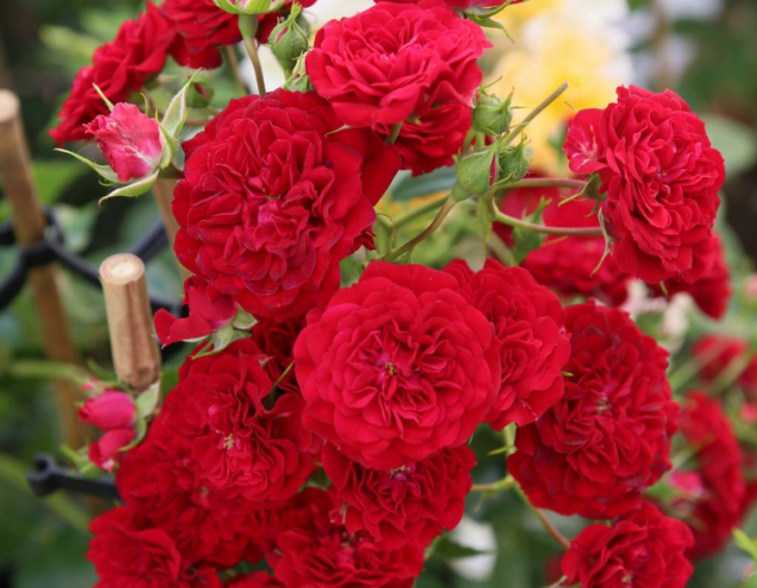 Rose Crimson Siluetta
