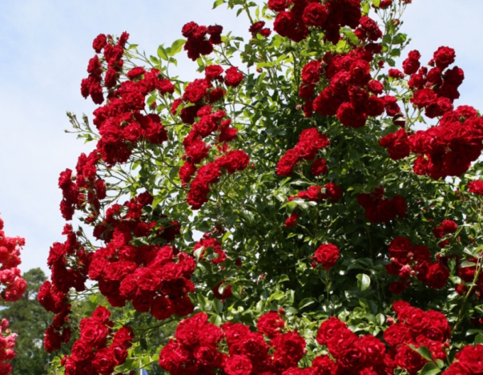 Rose Crimson Siluetta