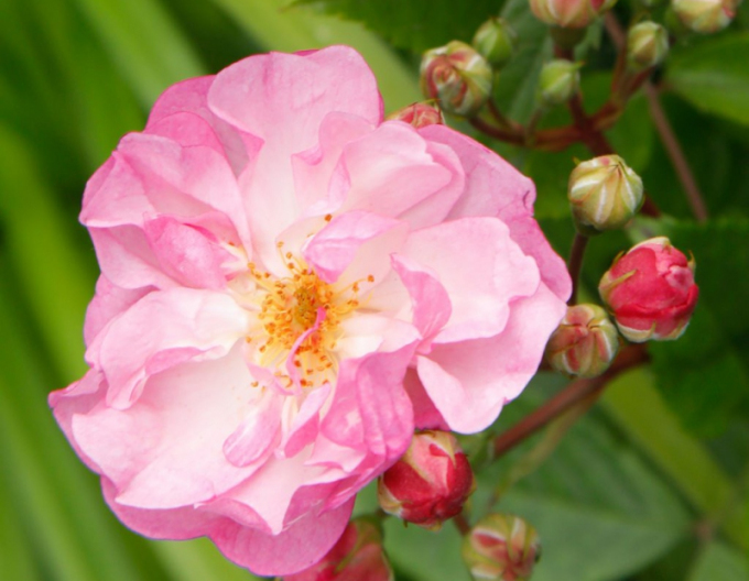 Rose Lavendel Siluetta